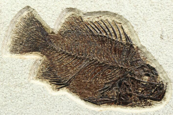 Detailed Fossil Fish (Cockerellites) - Wyoming #356744
